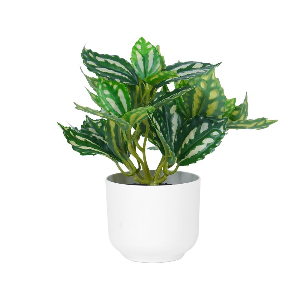 ต้นเศรษฐีนำโชค SPRING 18 ซม.